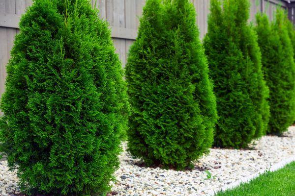 Arborvitae Planting in Sun City West