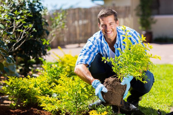 Bush Planting Service in Sun City West