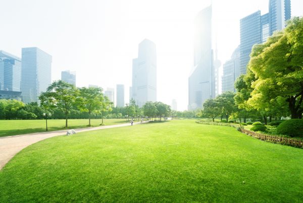 Commercial Landscape Maintenance in Sun City West