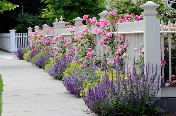 Garden Handyman Service in Sun City West
