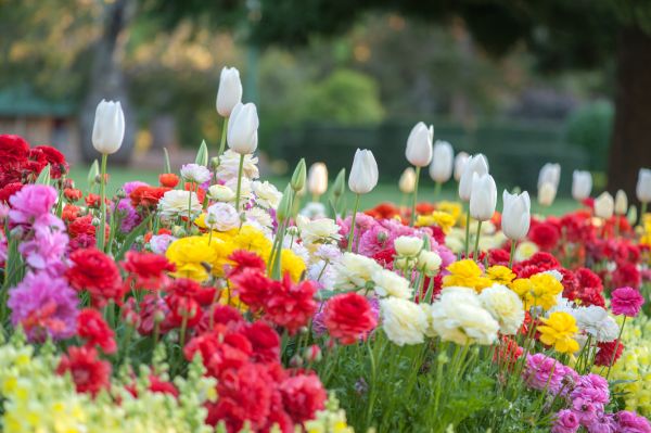 Gardening Service in Sun City West