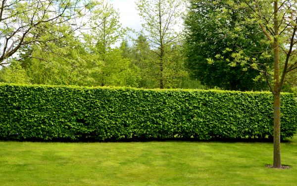 Hedge Planting in Sun City West