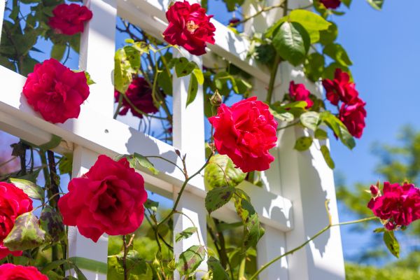 Home Gardening Service in Sun City West