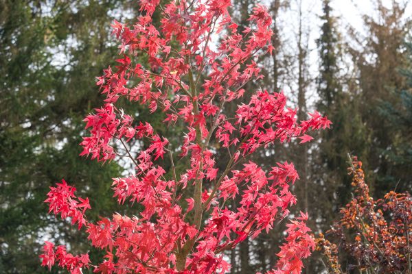 Japanese Maple Planting in Sun City West