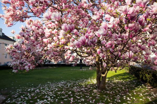 Magnolia Tree Planting in Sun City West