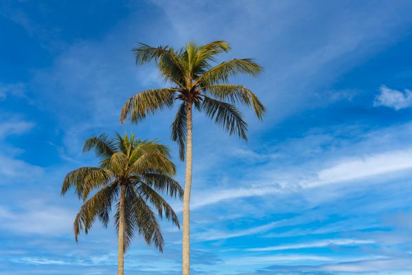 Palm Tree Planting in Sun City West