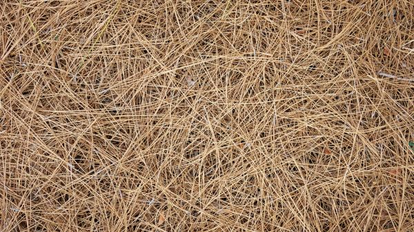Pine Needles Delivery in Sun City West