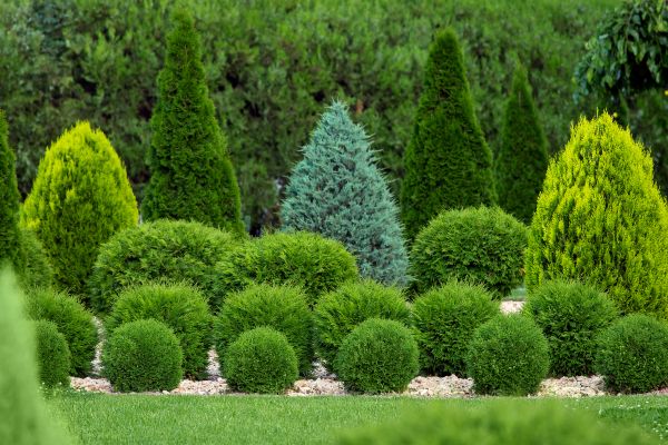 Shrub Replacement in Sun City West