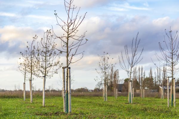 Tree Installation Service in Sun City West