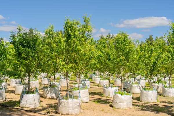 Tree Planting Service in Sun City West