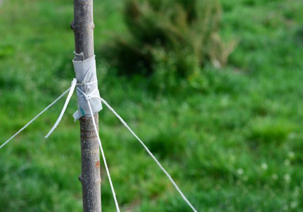 Tree Staking Service in Sun City West