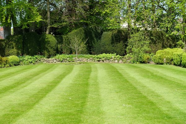 Lawn Renovation in Sun City West