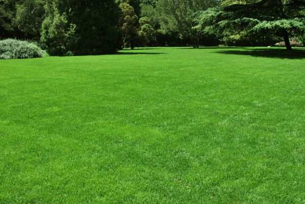 Lawn Landscaping in Sun City West