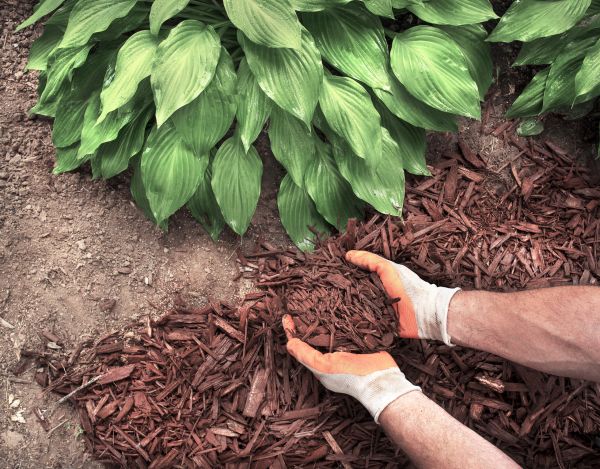 Shredded Mulch Service in Sun City West
