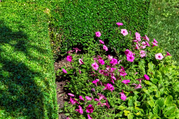 Softscaping Service in Sun City West