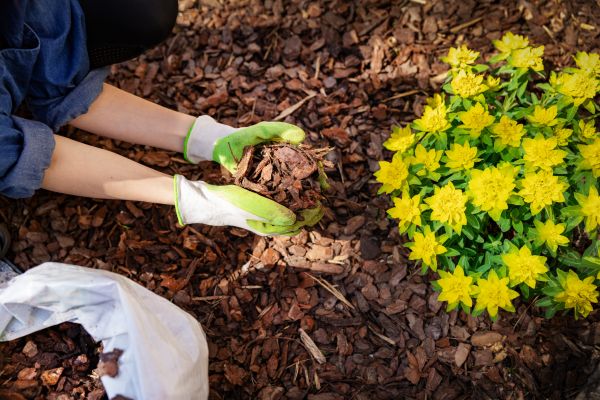 Pine Bark Mulch Installation in Sun City West