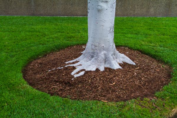 Brown Mulch Installation in Sun City West