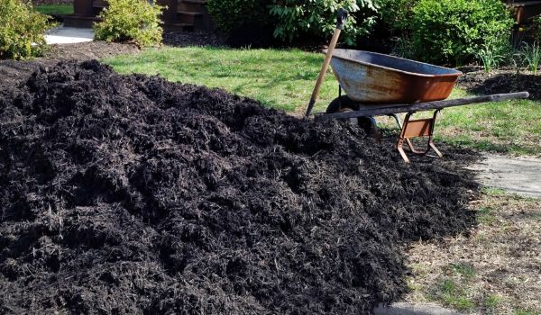 Black Mulch Installation in Sun City West