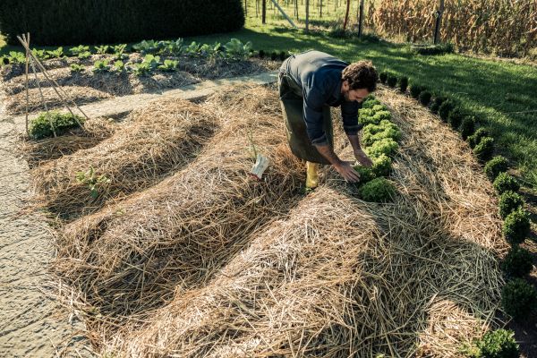 Straw Mulching Service in Sun City West
