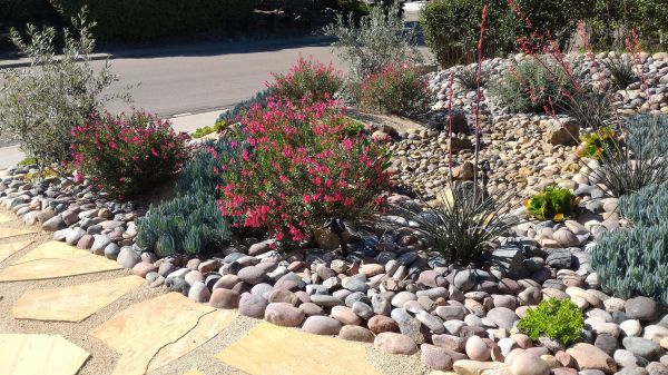 Xeriscape Landscaping in Sun City West