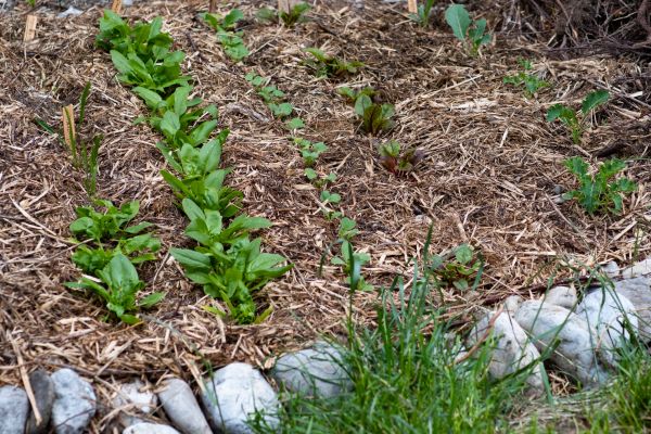 Mulch Service in Sun City West