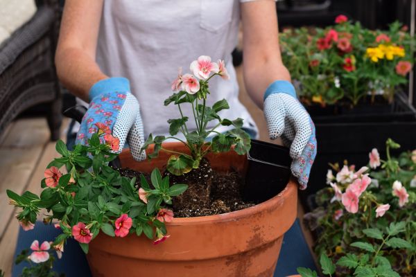 Plant Care Service in Sun City West