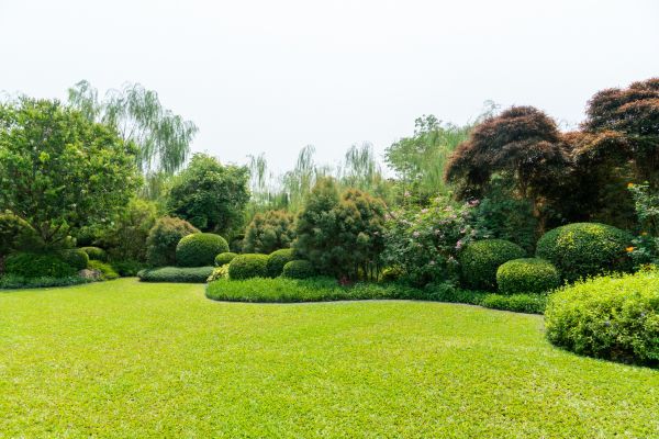 Tree Landscaping in Sun City West