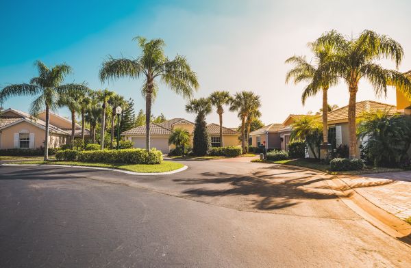 Palm Tree Landscaping in Sun City West