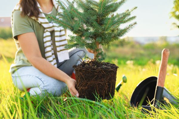Spruce Tree Planting in Sun City West