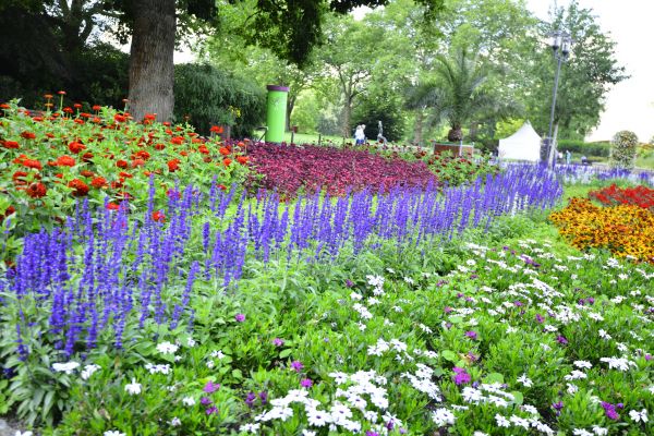 Perennials Planting in Sun City West