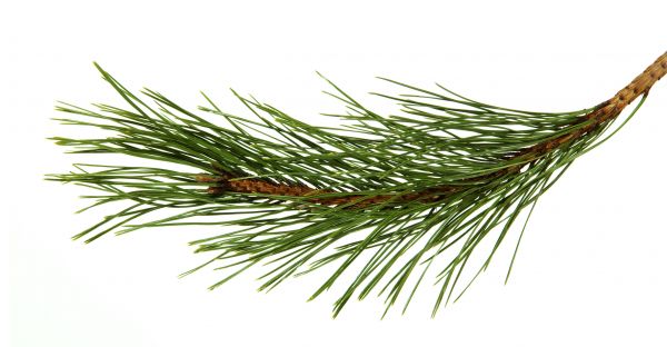 Pine Needles Installation in Sun City West