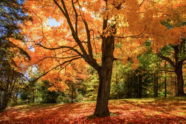 Maple Tree Planting in Sun City West