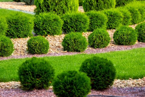 Bush Installation in Sun City West