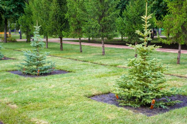 Privacy Trees Planting in Sun City West