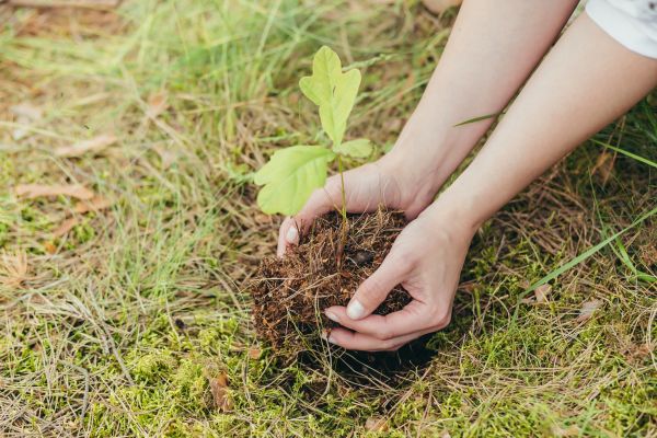 Oak Tree Planting in Sun City West