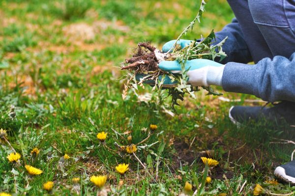 Flower Bed Clearing in Sun City West