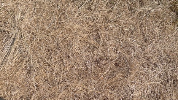 Pine Straw Replacement in Sun City West