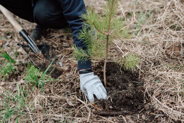 Pine Tree Planting in Sun City West