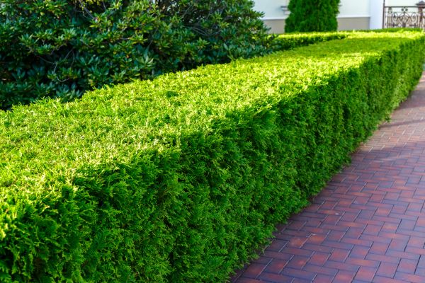 Hedge Installation in Sun City West