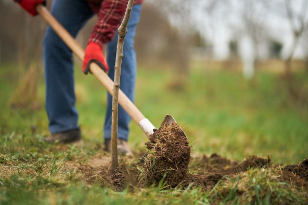 Trees Planting in Sun City West