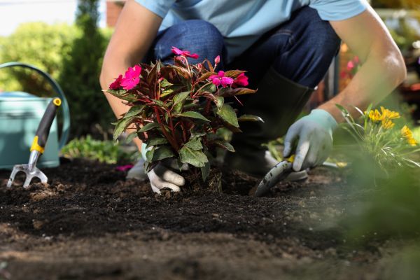 Plant Replacement in Sun City West