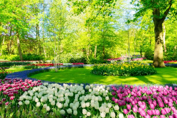 Flower Landscaping in Sun City West