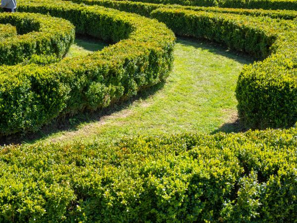 Bush Landscaping in Sun City West