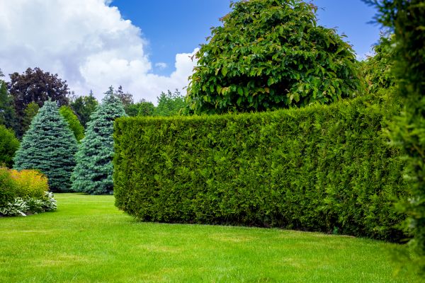 Hedge Landscaping in Sun City West