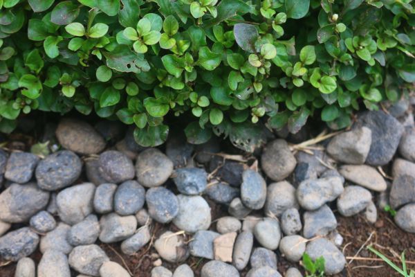 River Stone Installation in Sun City West