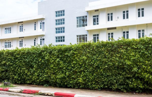 Privacy Landscaping in Sun City West