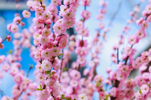 Japanese Cherry Tree Planting in Sun City West