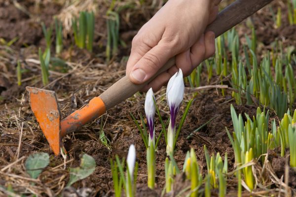 Flower Garden Weeding in Sun City West