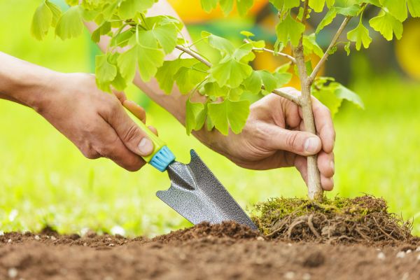 Fruit Tree Planting in Sun City West