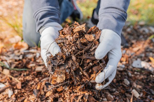 Shredded Mulch Installation in Sun City West